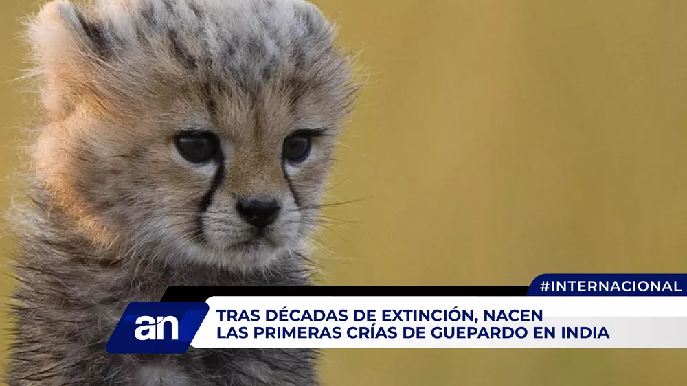 Guepardos_Mesa de trabajo 1