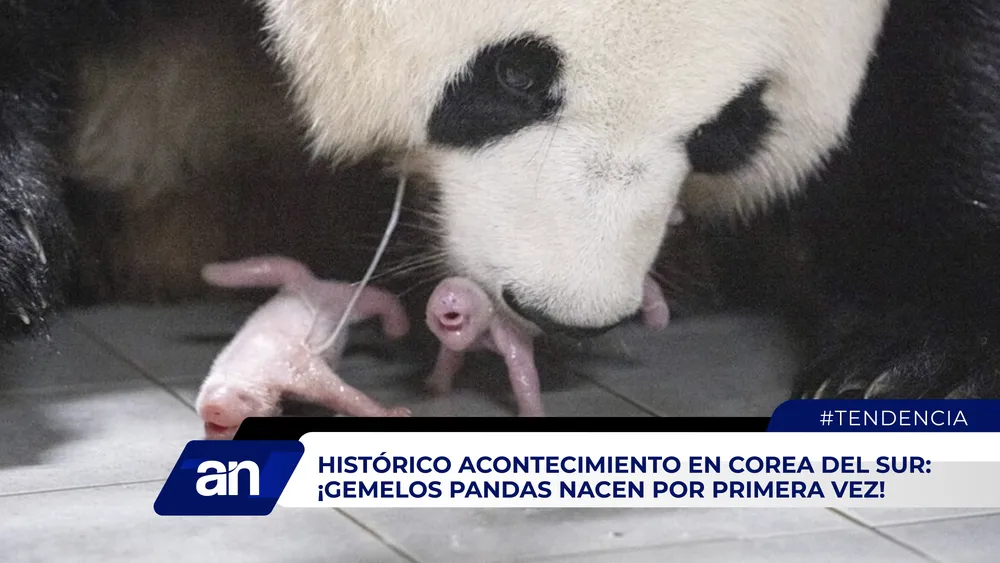 AN_Mesa de trabajo 1