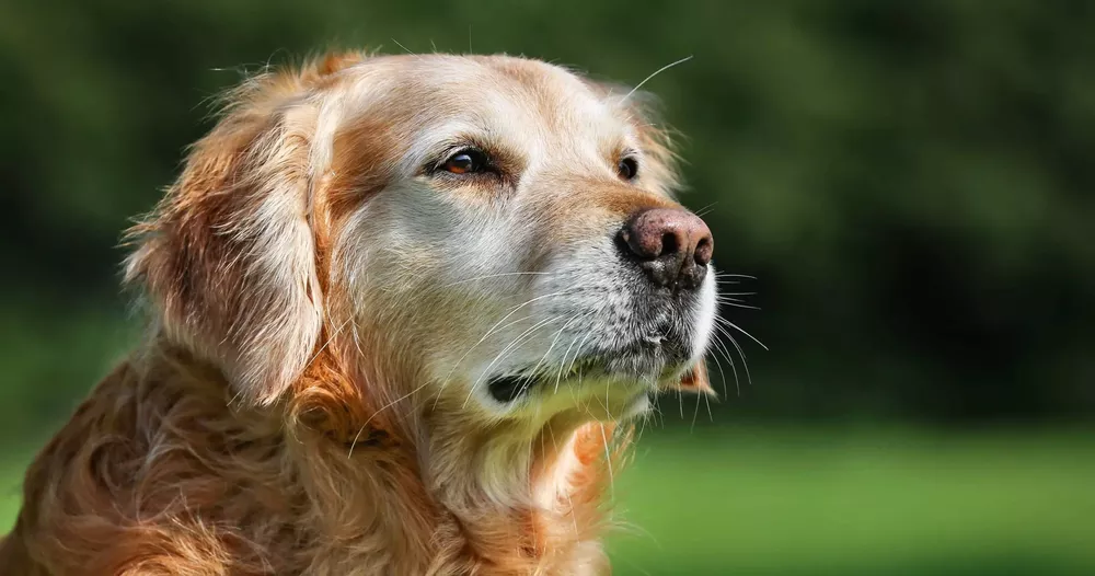 comidaparaperrosancianos-0-Mikkel-Bigandt-29391330_l-scaled-e1581975708500