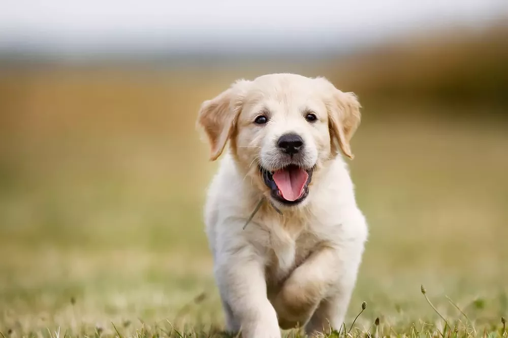 golden-retriever-puppy-running-in-field-SW