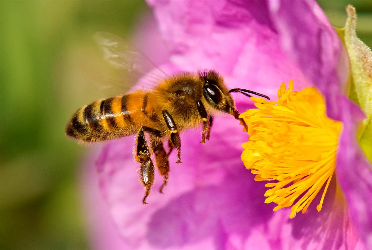 5 cosas sorprendentes sobre las abejas en Día Mundial las Abejas