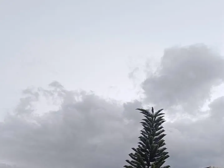 Araucaria