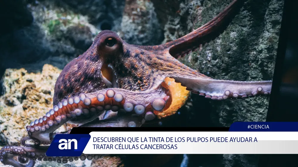 KL_Mesa de trabajo 1