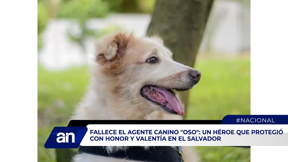 AN_Mesa de trabajo 1 copia 4